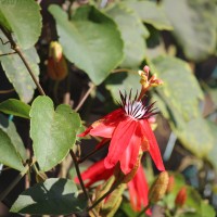 <i>Passiflora miniata</i> Vanderpl.